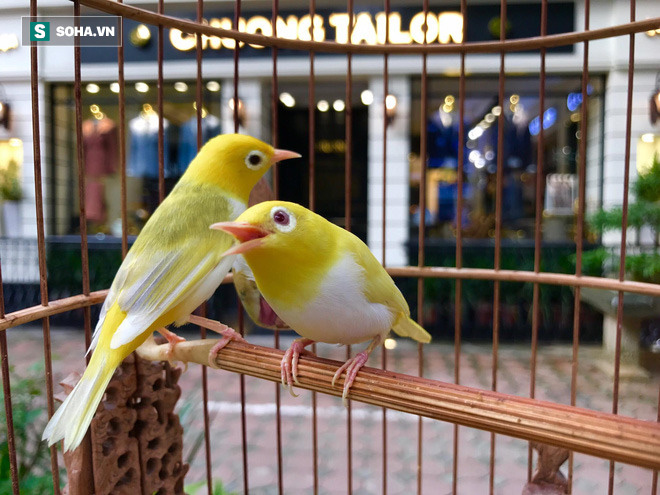 Thú vui tiền tỷ phục vụ giới nhà giàu Việt Nam - Ảnh 1 Thú vui tiền tỷ phục vụ giới nhà giàu Việt Nam - Ảnh 1